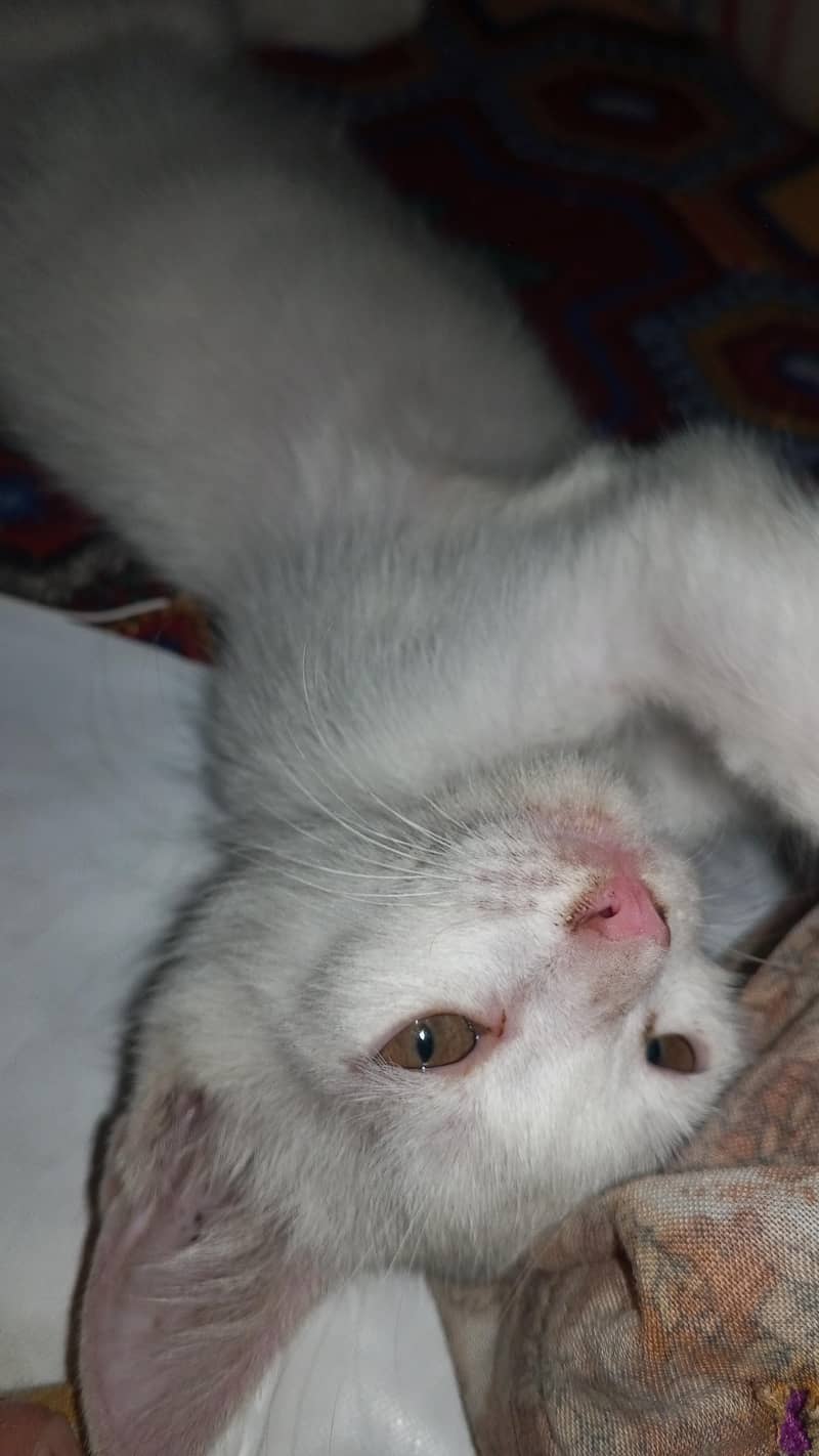 white cat active 3