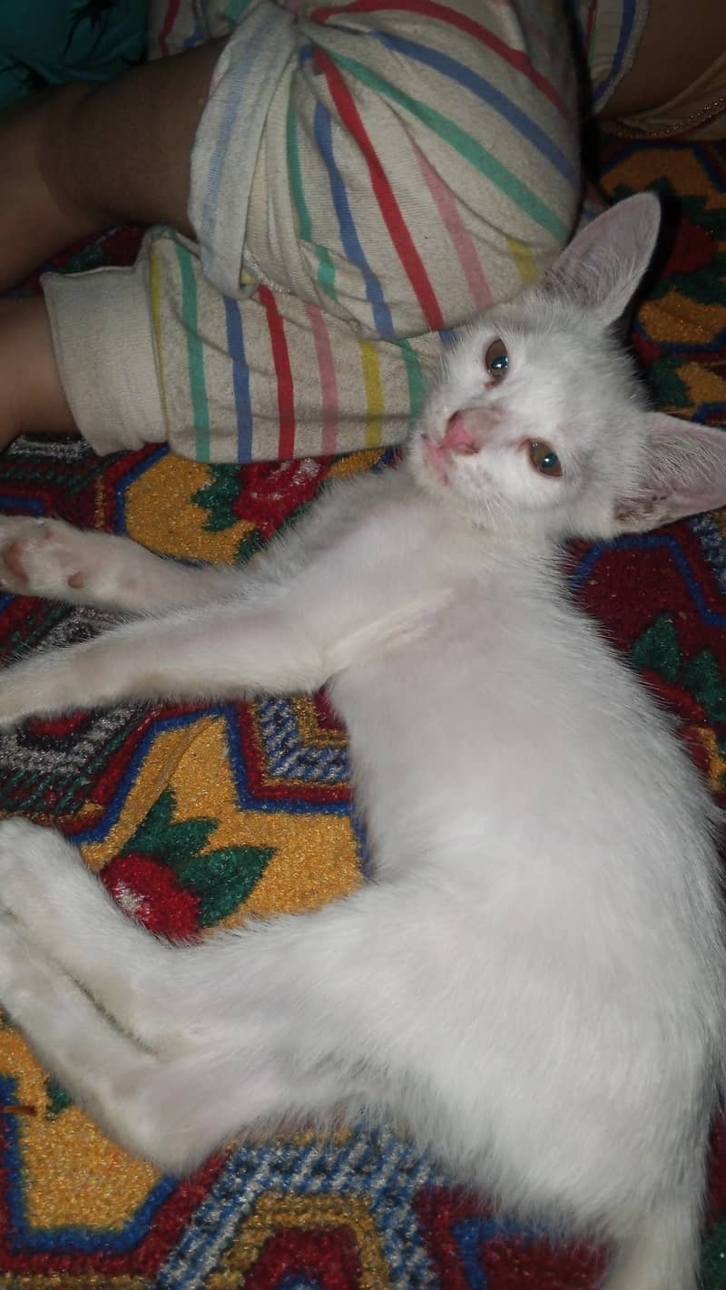 white cat active 4