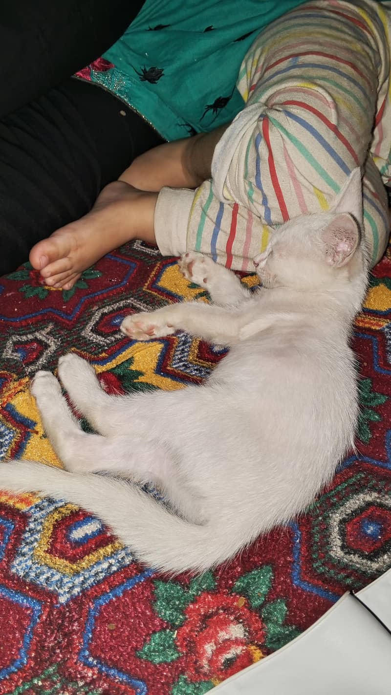 white cat active 5