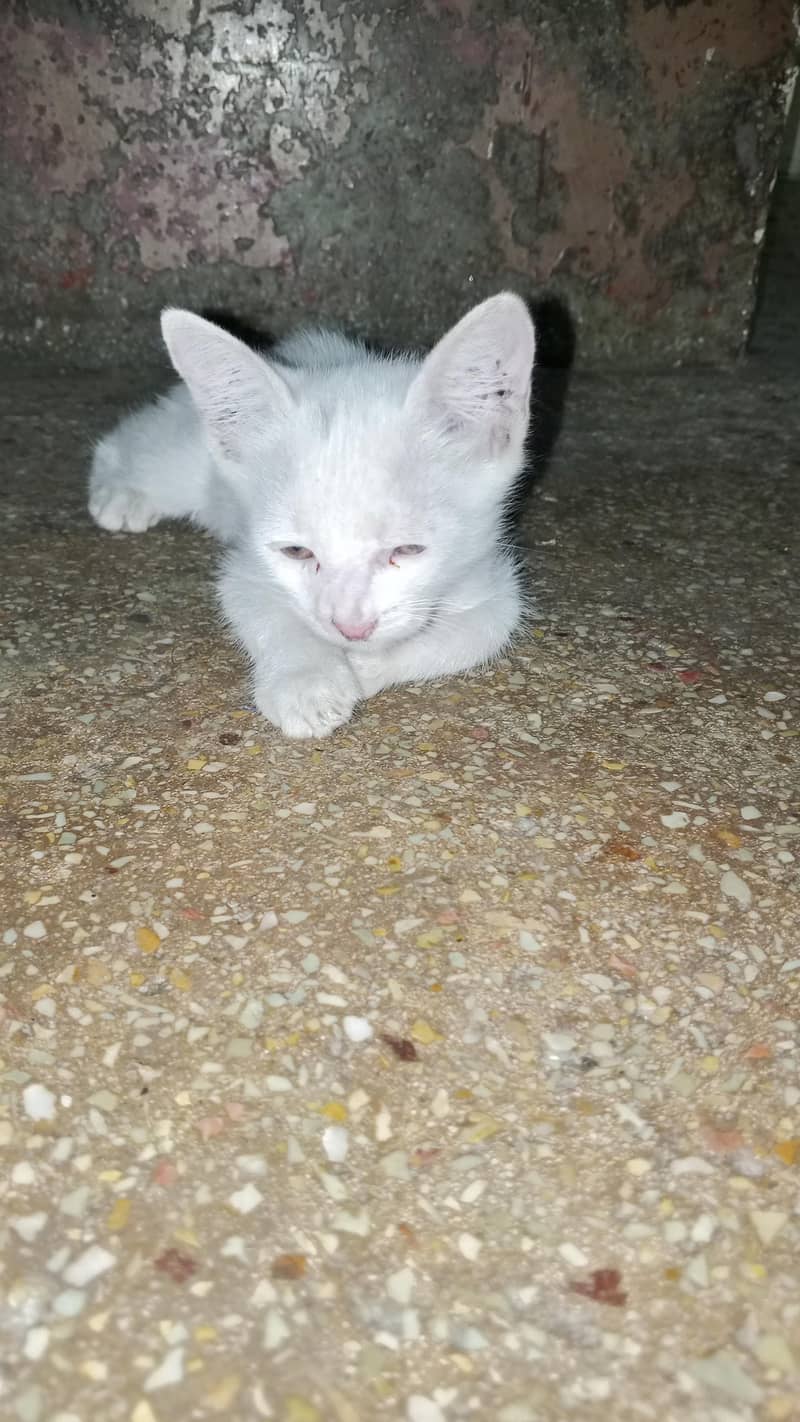 white cat active 6