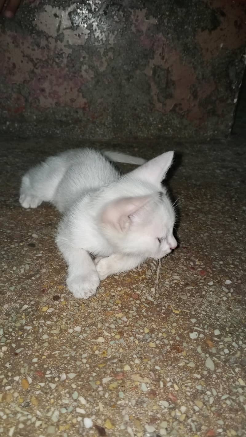 white cat active 7