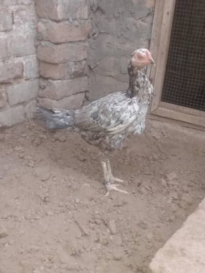 1 black female burmi Thai cross 2 female saleti cheeni