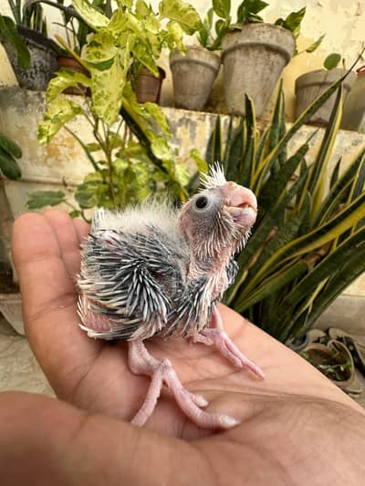 Pied Cockatiel chick for handtame
