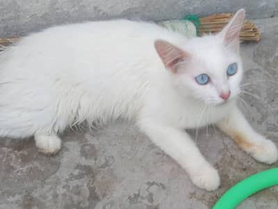 perian cats