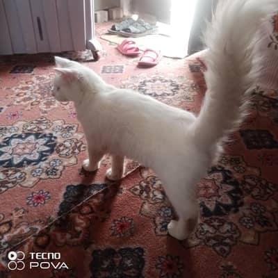 perian cats