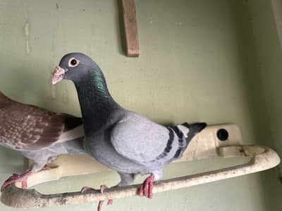 Qasid pigeon Kabooter /قاصد کبوتر
