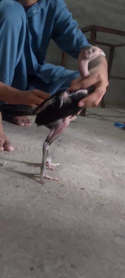 Pure Asel Thai Madi with 3 Chicks Pure Thai Healthy & active 100% ok h