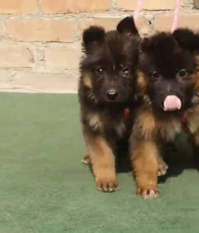 German shepherd puppies contact  Whatsapp  03437569946