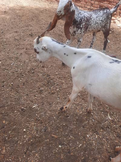 tadi bakri