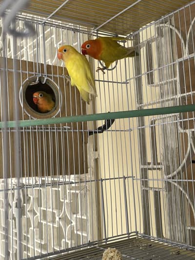 Green pale palefellow visual female to decino male breeder pair