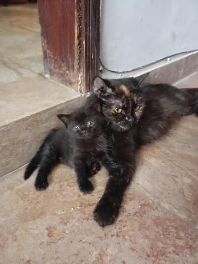 persian cat adult
