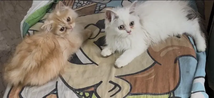 Persian triple coated punch face kittens