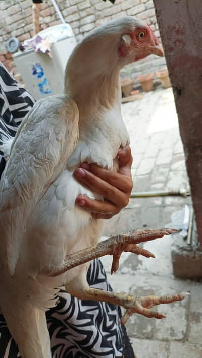 white seel murgi