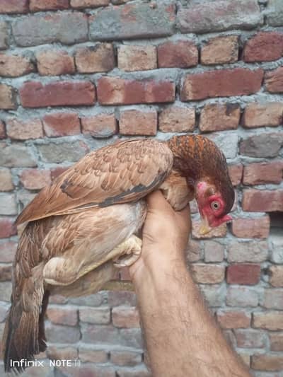 Aseel hen & chicks