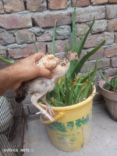 Aseel hen & chicks