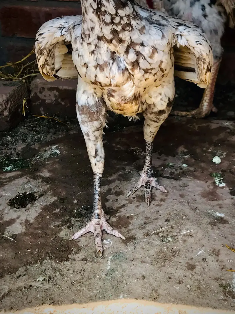 mianwali China pair. . 03074327731. . — photo 2