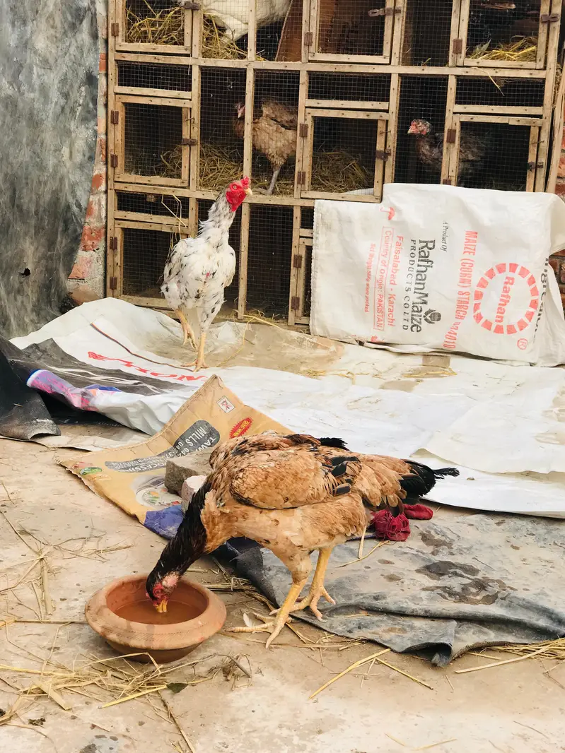 mianwali China pair. . 03074327731. . — photo 4