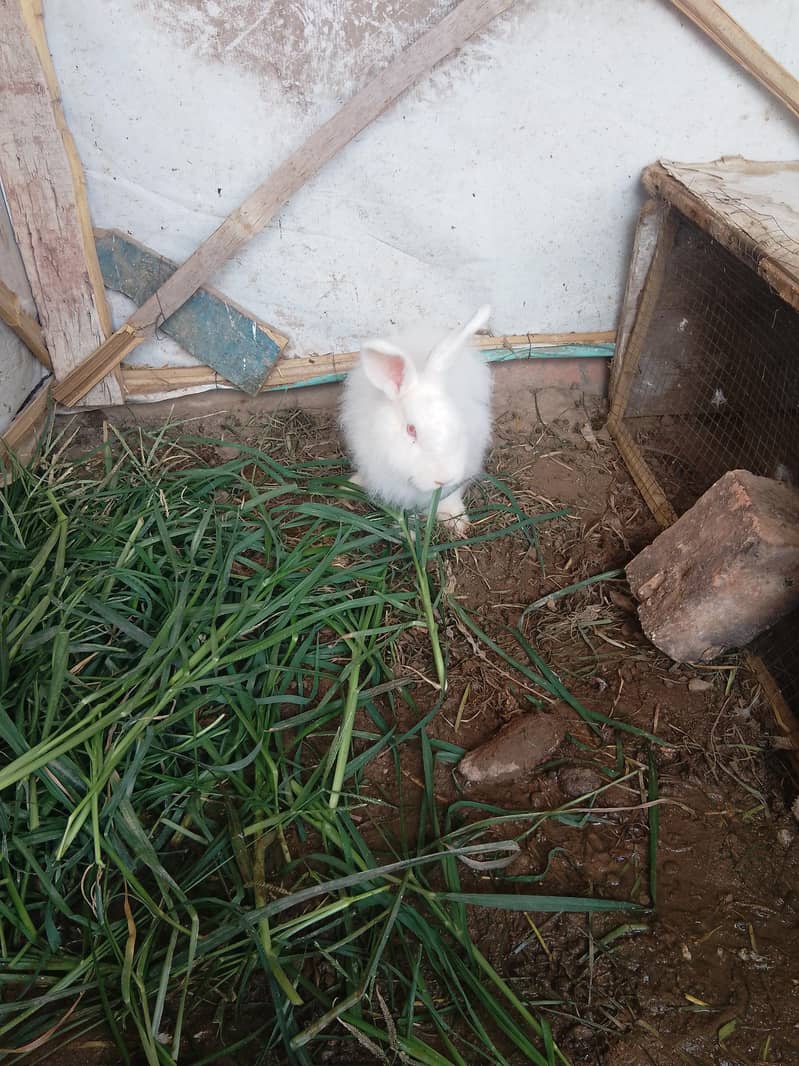 rabbit 0