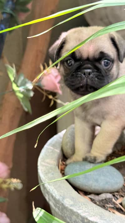 High quality pug puppies for sale. Last 2 left one male and one femal