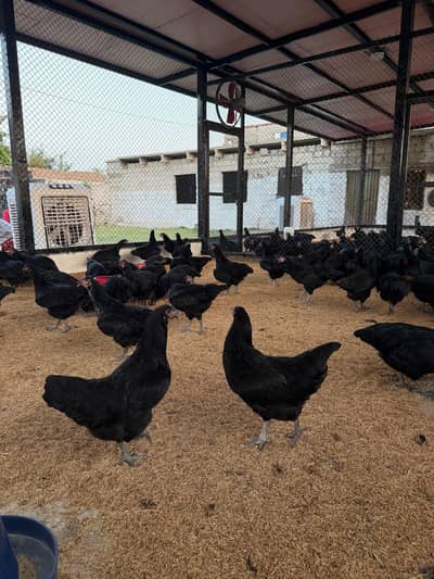 lohman | lohman black | 320 to 340 egg production