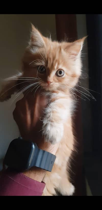 kitten available