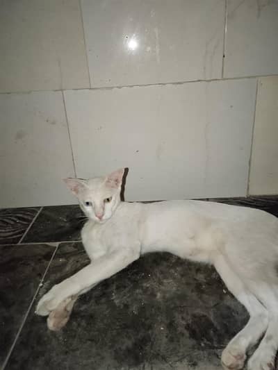 khao manee cat