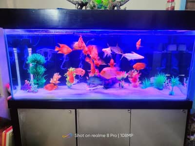 6 ft aquarium for sale urgently