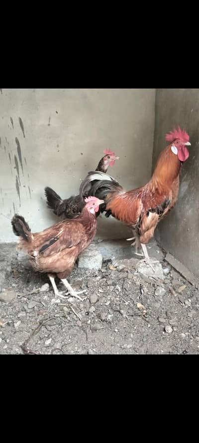 2 Female and 1 Male for sale
