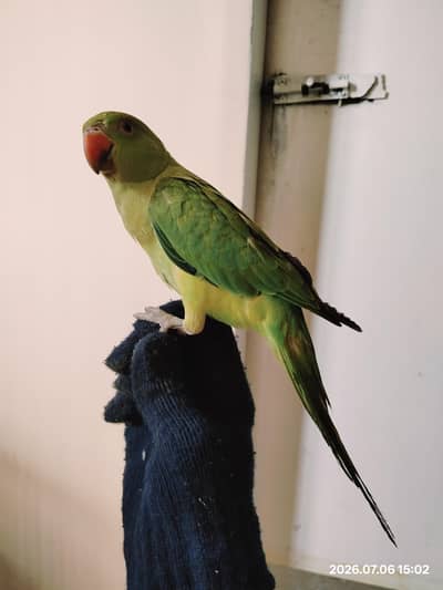 GREEN NECK PARROT