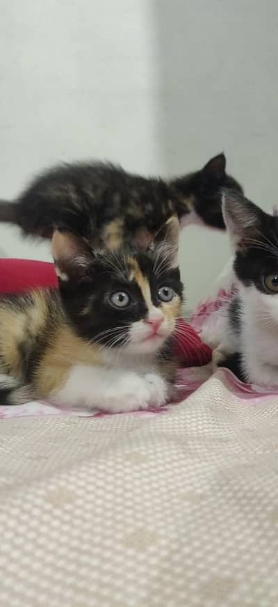 kitten for sale each kitten price is 4k
