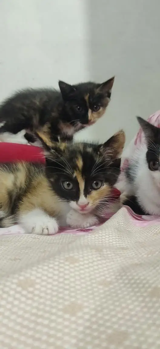 kitten for sale each kitten price is 4k — photo 2