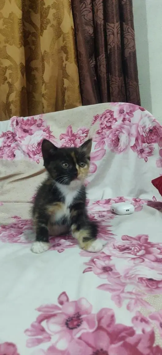 kitten for sale each kitten price is 4k — photo 3