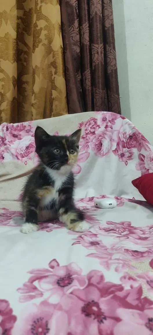 kitten for sale each kitten price is 4k — photo 4