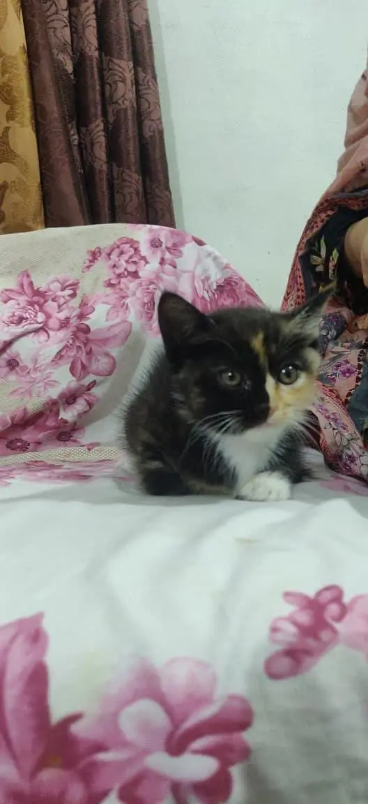 kitten for sale each kitten price is 4k — photo 5