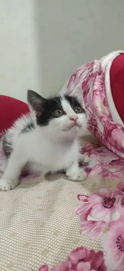 kitten for sale each kitten price is 4k — photo 6