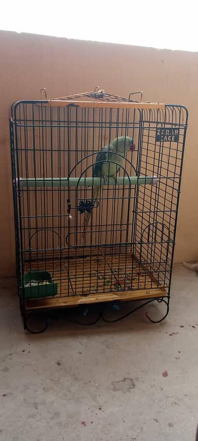kashmiri paharri talking female parrot with cage