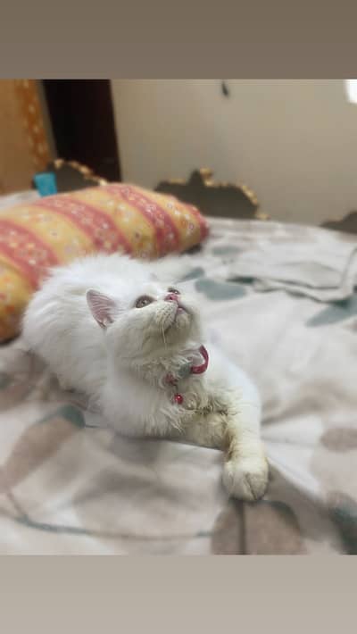 #persiancat #Persiankitten #Cat