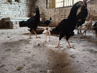 Aseel Pure Breed Urgent