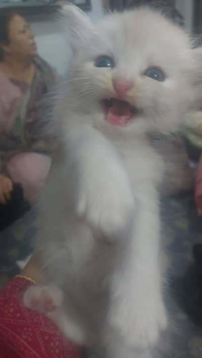 Persian male cat baby