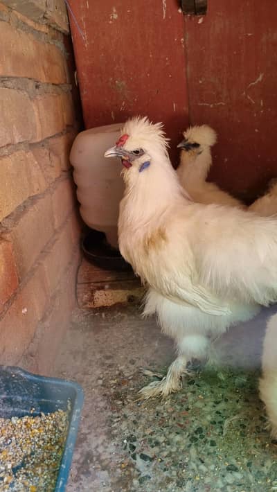 silkie male white