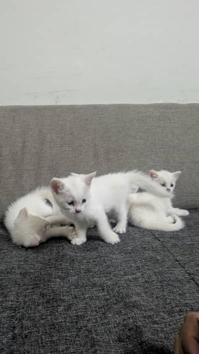 Persian kittens