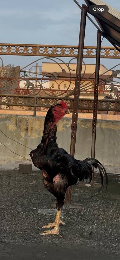 Aseel Thai Shamo chicks