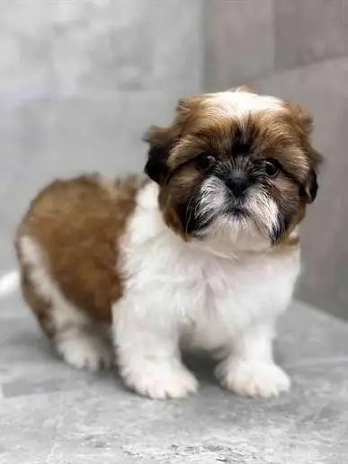 TOP QUALITY SHIHTZU PUPPIES AVAILABLE FOR SALE