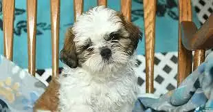 TOP QUALITY SHIHTZU PUPPIES AVAILABLE FOR SALE — photo 2