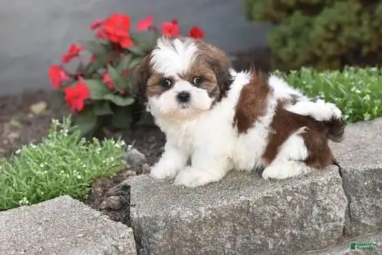 TOP QUALITY SHIHTZU PUPPIES AVAILABLE FOR SALE — photo 3