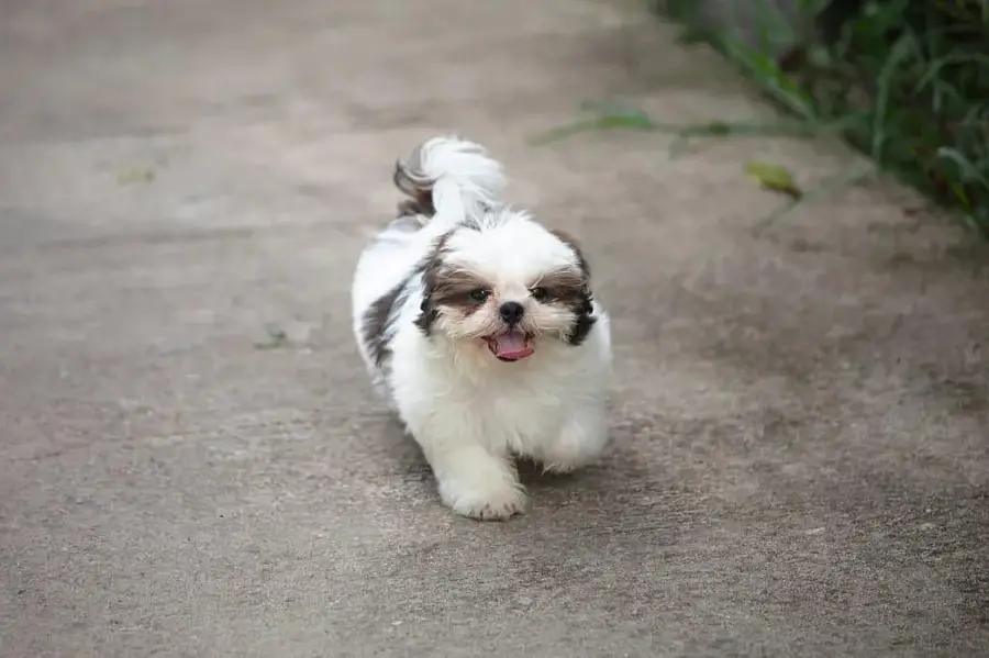 TOP QUALITY SHIHTZU PUPPIES AVAILABLE FOR SALE — photo 4