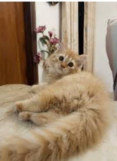 2 male kittens  available