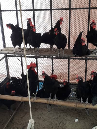 Australorp and Misri Hens and Roosters for Sale