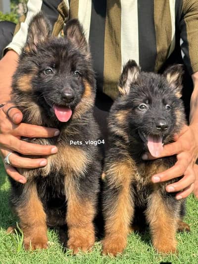 German shepherd puppies contact  Whatsapp  03437569946