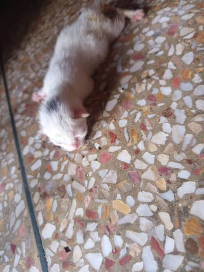 6 baby available hn . 03015094697. one kitten 15k.